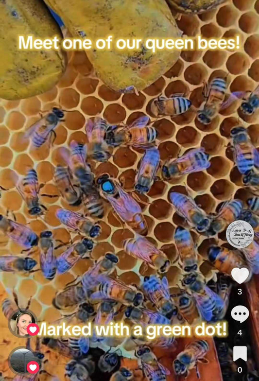 Meet the Queen Bee – The Heart of Our Hives