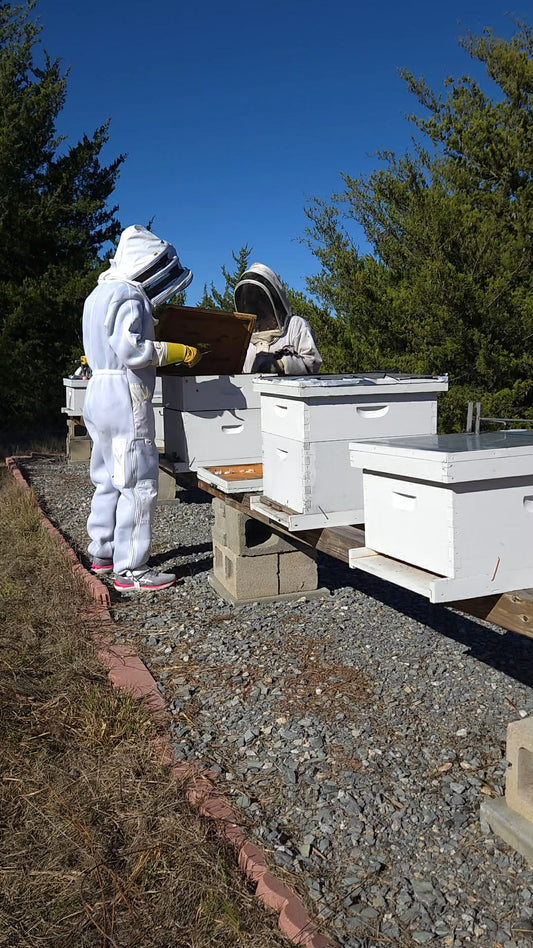 Winter Bee Check: What I Do in December to Keep My Colonies Strong